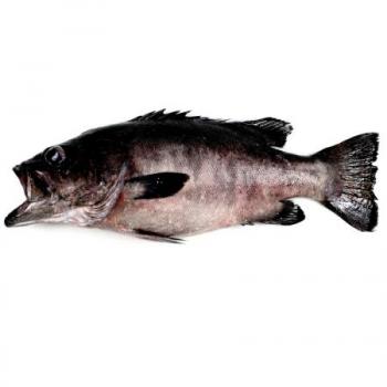 MERITO
