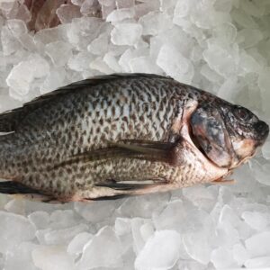 TILAPIA MOJARRIN