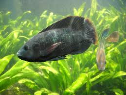TILAPIA
